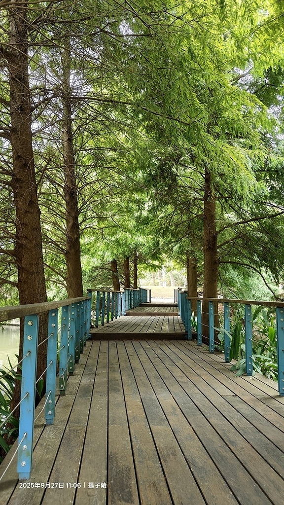 2025桃園長庚養生村,落羽松最新9/27現況分享,還沒變紅