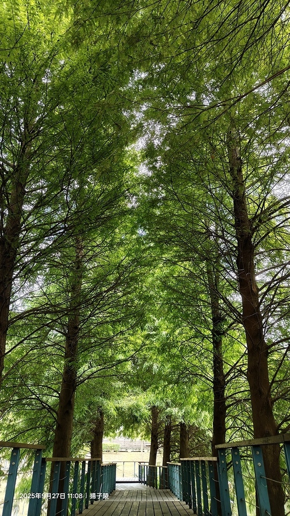 2025桃園長庚養生村,落羽松最新9/27現況分享,還沒變紅