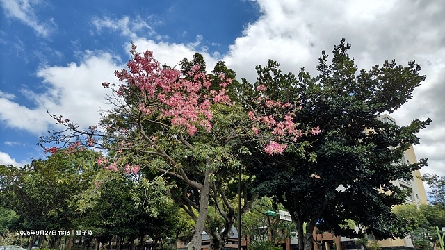 2025桃園長庚養生村,落羽松最新9/27現況分享,還沒變紅