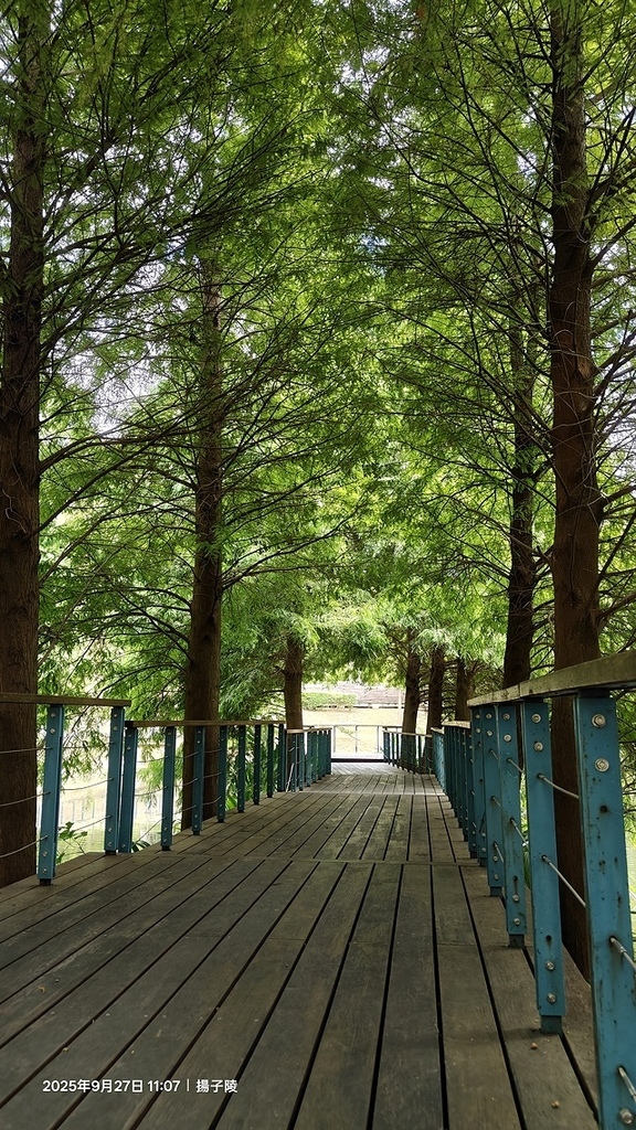 2025桃園長庚養生村,落羽松最新9/27現況分享,還沒變紅