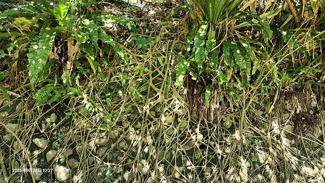 2025海與城的交響,北關海潮公園的半日散策;從濱海到信仰: 2025海與城的交響,北關海潮公園的半日散策;從濱海到信仰: