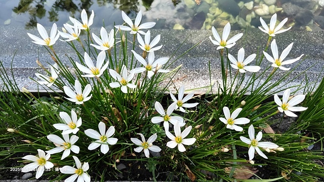 2025在地海味與文青風格的交會,二漁咖啡-鮮魚定食、中興文