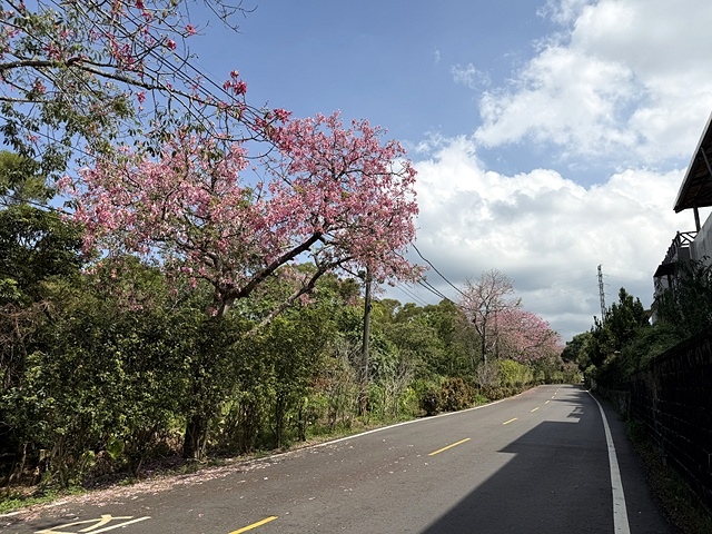 2025從粉紅花海走進海底龍宮,我的淡水奎柔山路(北8)美人