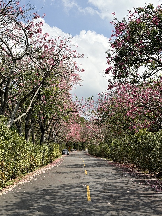 2025從粉紅花海走進海底龍宮,我的淡水奎柔山路(北8)美人