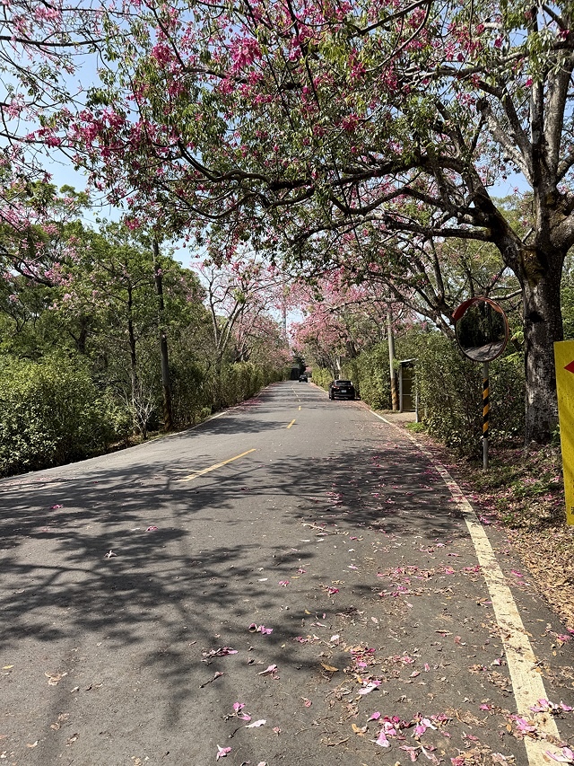 2025從粉紅花海走進海底龍宮,我的淡水奎柔山路(北8)美人