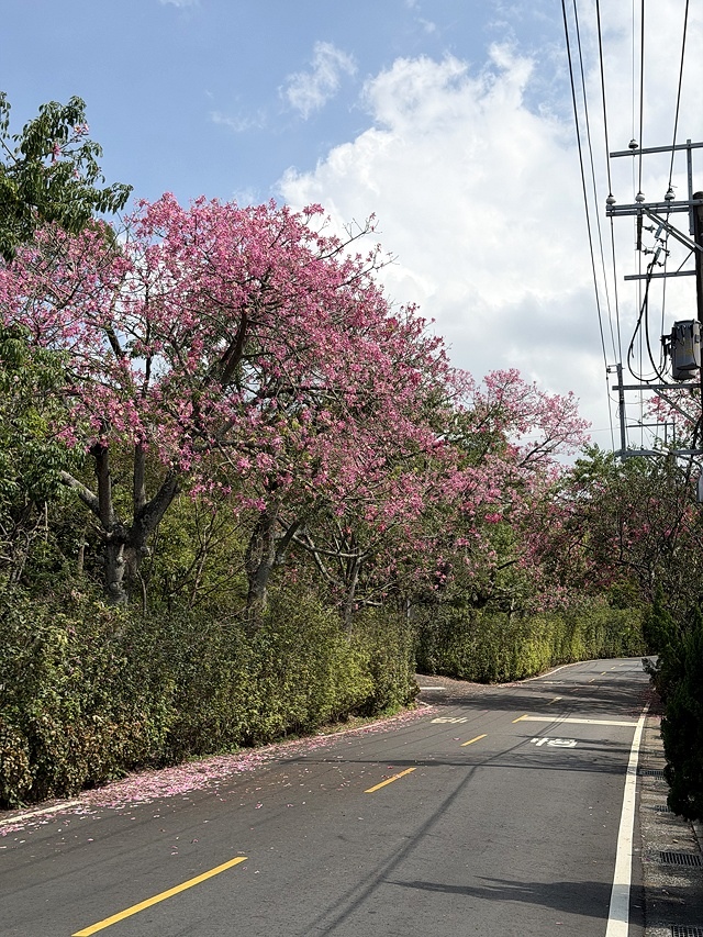 2025從粉紅花海走進海底龍宮,我的淡水奎柔山路(北8)美人