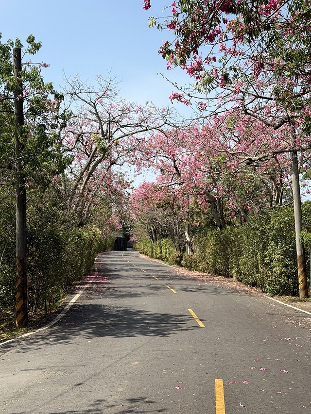 2025從粉紅花海走進海底龍宮,我的淡水奎柔山路(北8)美人