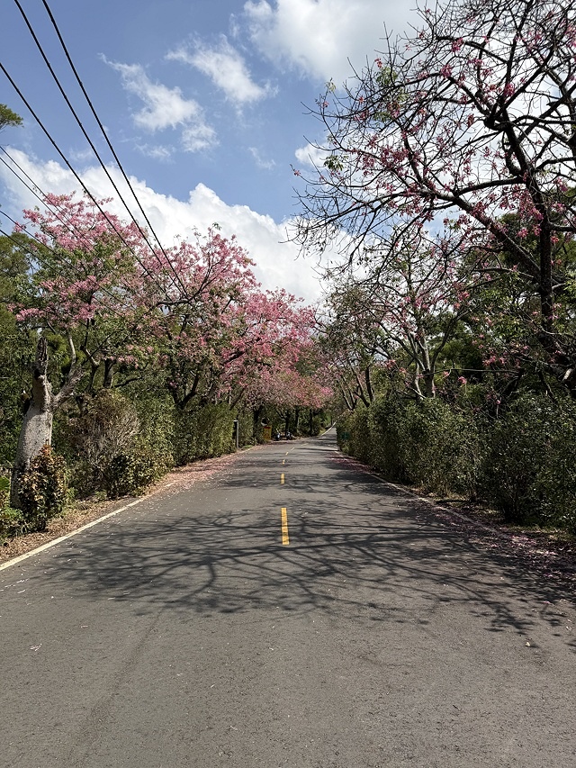 2025從粉紅花海走進海底龍宮,我的淡水奎柔山路(北8)美人