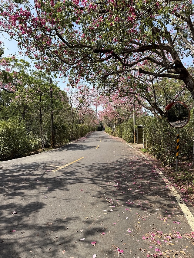 2025從粉紅花海走進海底龍宮,我的淡水奎柔山路(北8)美人