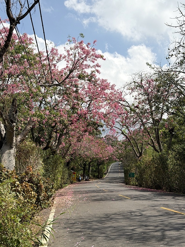 2025從粉紅花海走進海底龍宮,我的淡水奎柔山路(北8)美人