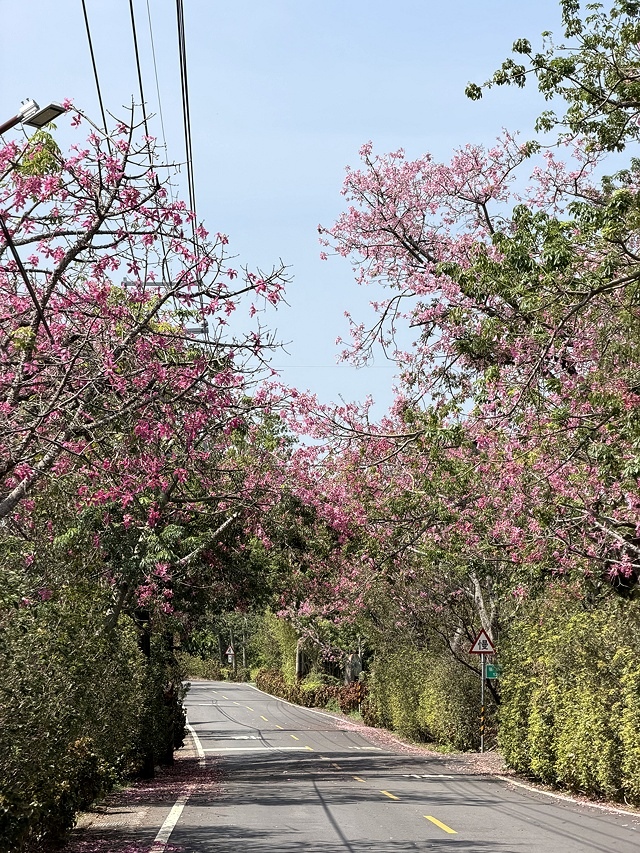 2025從粉紅花海走進海底龍宮,我的淡水奎柔山路(北8)美人
