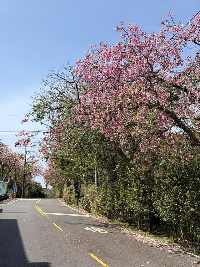 2025從粉紅花海走進海底龍宮,我的淡水奎柔山路(北8)美人