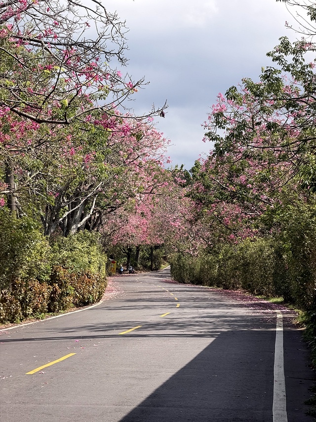 2025從粉紅花海走進海底龍宮,我的淡水奎柔山路(北8)美人