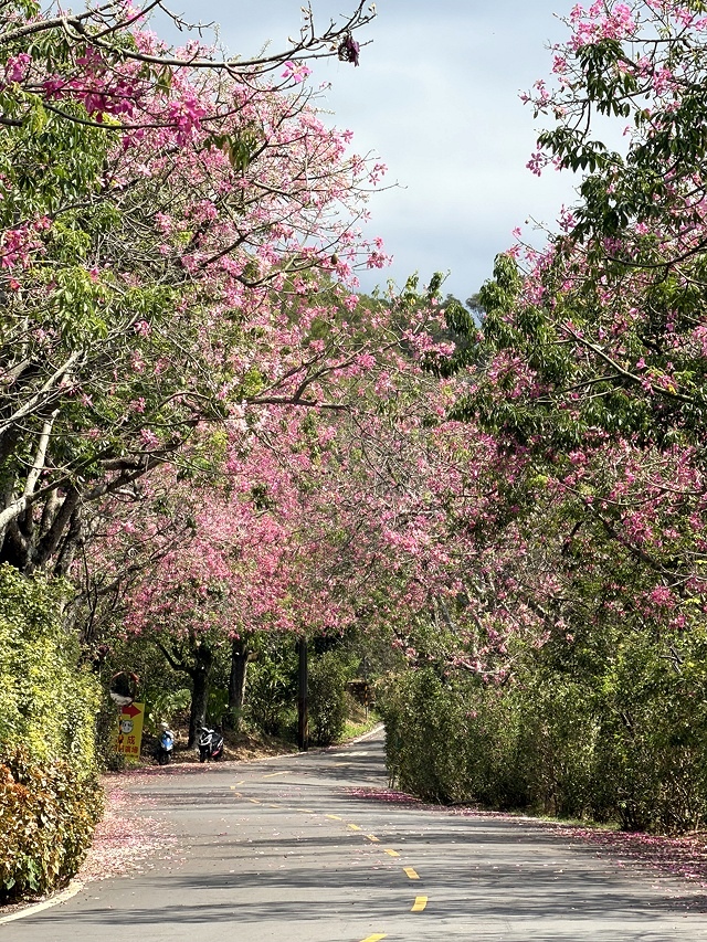 2025從粉紅花海走進海底龍宮,我的淡水奎柔山路(北8)美人