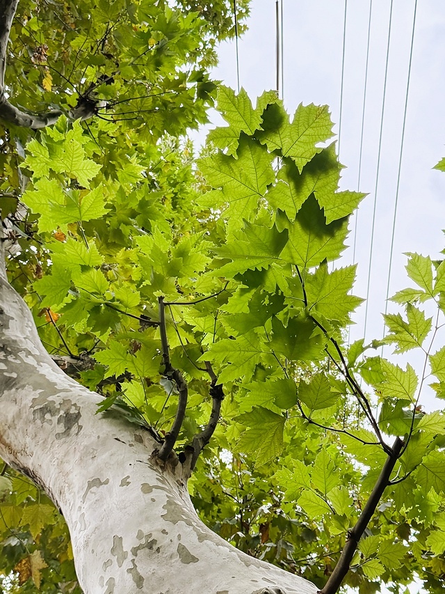 2025蟹逅故事江南D4. 10/21二📸烏鎮風景區、敘昌醬 2025蟹逅故事江南D4. 10/21二📸烏鎮風景區、敘昌醬