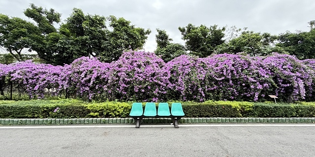 2025新北泰山蒜香藤花季🌸,11/21最新花況、2025/ 2025新北泰山蒜香藤花季🌸,11/21最新花況、2025/