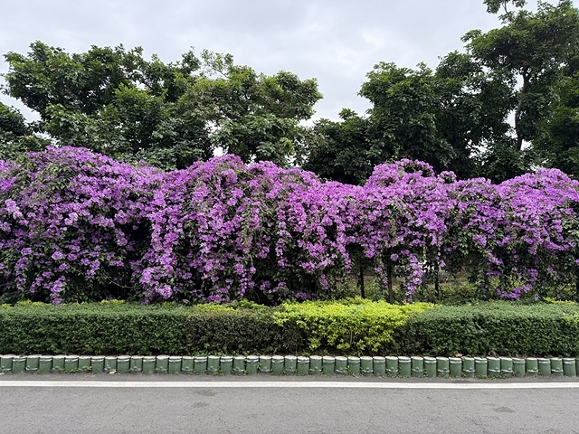 2025新北泰山蒜香藤花季🌸,11/21最新花況、2025/ 2025新北泰山蒜香藤花季🌸,11/21最新花況、2025/