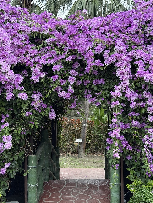 2025新北泰山蒜香藤花季🌸,11/21最新花況、2025/ 2025新北泰山蒜香藤花季🌸,11/21最新花況、2025/