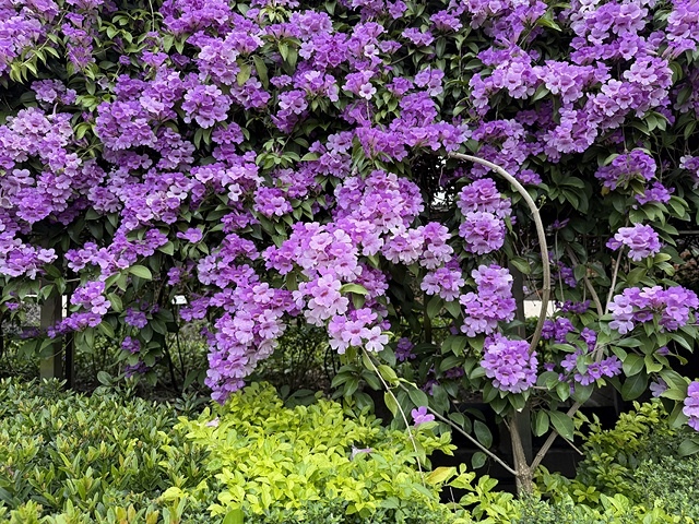 2025新北泰山蒜香藤花季🌸,11/21最新花況、2025/ 2025新北泰山蒜香藤花季🌸,11/21最新花況、2025/