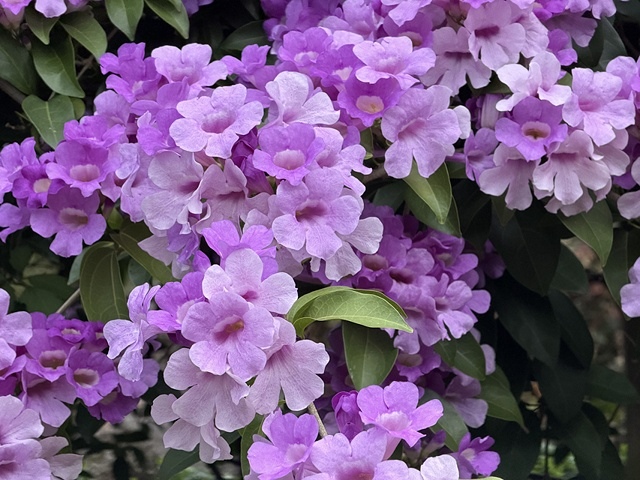 2025新北泰山蒜香藤花季🌸,11/21最新花況、2025/ 2025新北泰山蒜香藤花季🌸,11/21最新花況、2025/