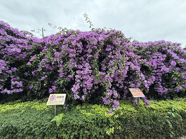 2025新北泰山蒜香藤花季🌸,11/21最新花況、2025/ 2025新北泰山蒜香藤花季🌸,11/21最新花況、2025/