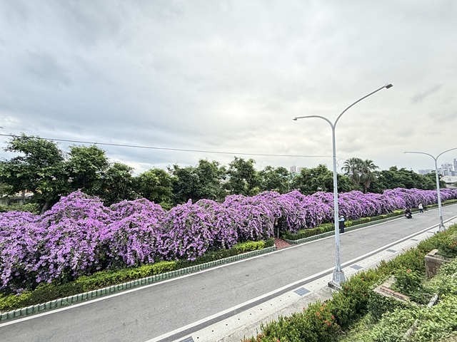 2025新北泰山蒜香藤花季🌸,11/21最新花況、2025/ 2025新北泰山蒜香藤花季🌸,11/21最新花況、2025/