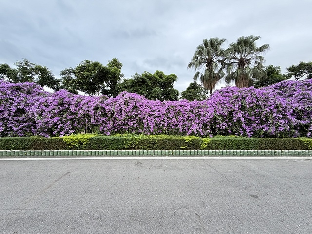 2025新北泰山蒜香藤花季🌸,11/21最新花況、2025/ 2025新北泰山蒜香藤花季🌸,11/21最新花況、2025/