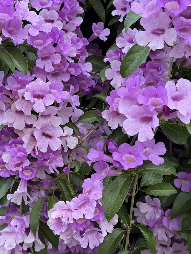 2025新北泰山蒜香藤花季🌸,11/21最新花況、2025/ 2025新北泰山蒜香藤花季🌸,11/21最新花況、2025/