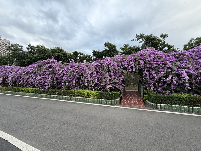 2025新北泰山蒜香藤花季🌸,11/21最新花況、2025/ 2025新北泰山蒜香藤花季🌸,11/21最新花況、2025/