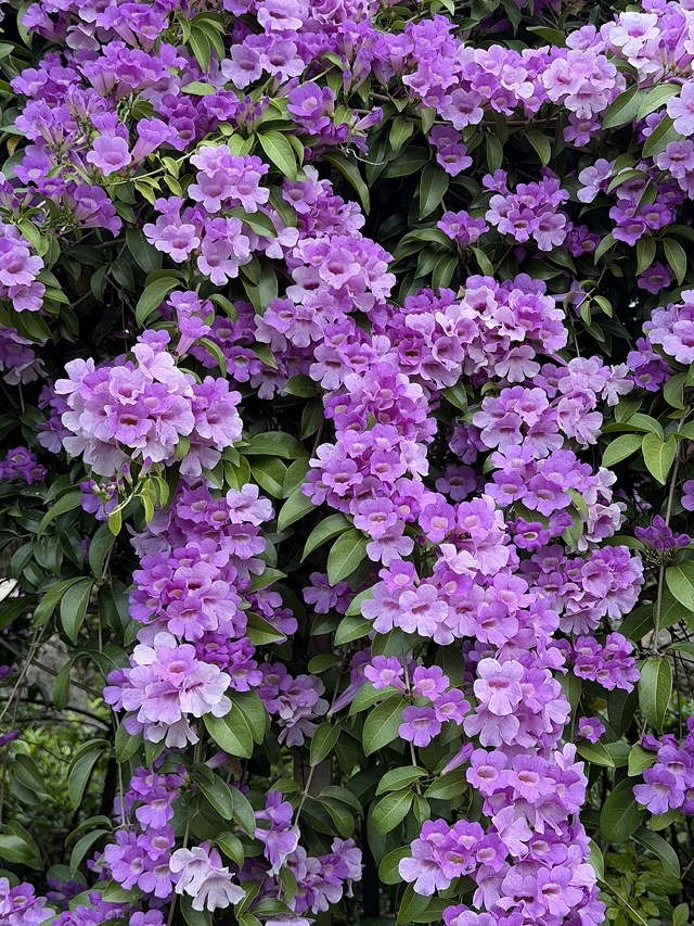 2025新北泰山蒜香藤花季🌸,11/21最新花況、2025/ 2025新北泰山蒜香藤花季🌸,11/21最新花況、2025/