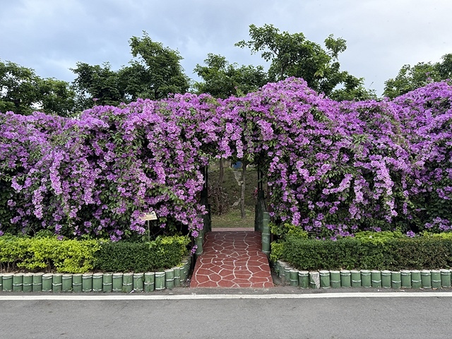 2025新北泰山蒜香藤花季🌸,11/21最新花況、2025/ 2025新北泰山蒜香藤花季🌸,11/21最新花況、2025/