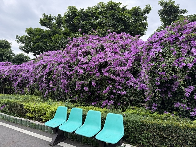 2025新北泰山蒜香藤花季🌸,11/21最新花況、2025/ 2025新北泰山蒜香藤花季🌸,11/21最新花況、2025/