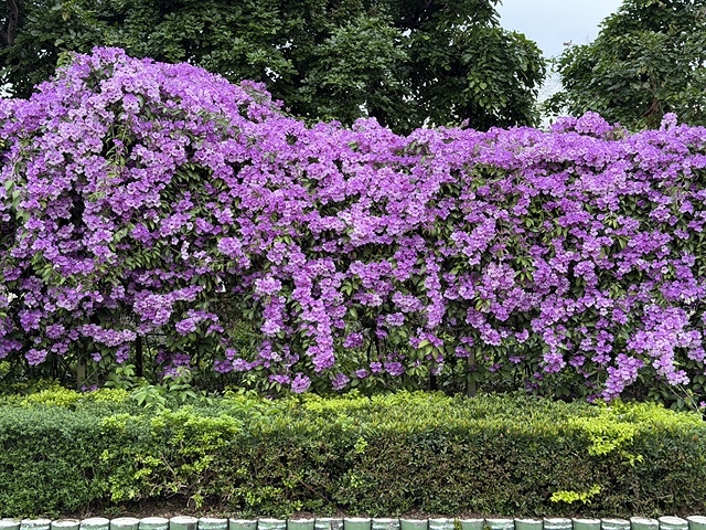 2025新北泰山蒜香藤花季🌸,11/21最新花況、2025/ 2025新北泰山蒜香藤花季🌸,11/21最新花況、2025/