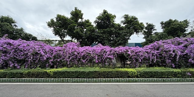 2025新北泰山蒜香藤花季🌸,11/21最新花況、2025/ 2025新北泰山蒜香藤花季🌸,11/21最新花況、2025/