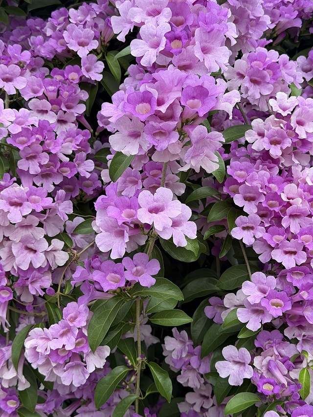 2025新北泰山蒜香藤花季🌸,11/21最新花況、2025/ 2025新北泰山蒜香藤花季🌸,11/21最新花況、2025/