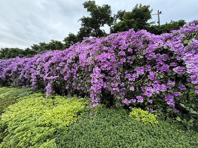 2025新北泰山蒜香藤花季🌸,11/21最新花況、2025/ 2025新北泰山蒜香藤花季🌸,11/21最新花況、2025/