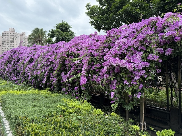 2025新北泰山蒜香藤花季🌸,11/21最新花況、2025/ 2025新北泰山蒜香藤花季🌸,11/21最新花況、2025/