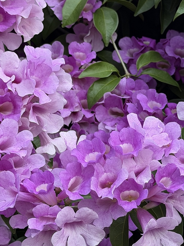 2025新北泰山蒜香藤花季🌸,11/21最新花況、2025/ 2025新北泰山蒜香藤花季🌸,11/21最新花況、2025/