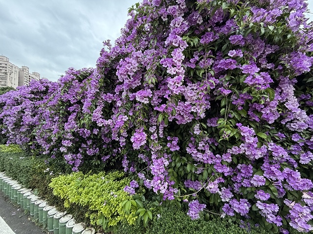 2025新北泰山蒜香藤花季🌸,11/21最新花況、2025/ 2025新北泰山蒜香藤花季🌸,11/21最新花況、2025/