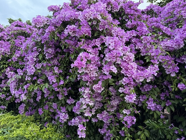 2025新北泰山蒜香藤花季🌸,11/21最新花況、2025/ 2025新北泰山蒜香藤花季🌸,11/21最新花況、2025/