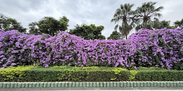2025新北泰山蒜香藤花季🌸,11/21最新花況、2025/ 2025新北泰山蒜香藤花季🌸,11/21最新花況、2025/