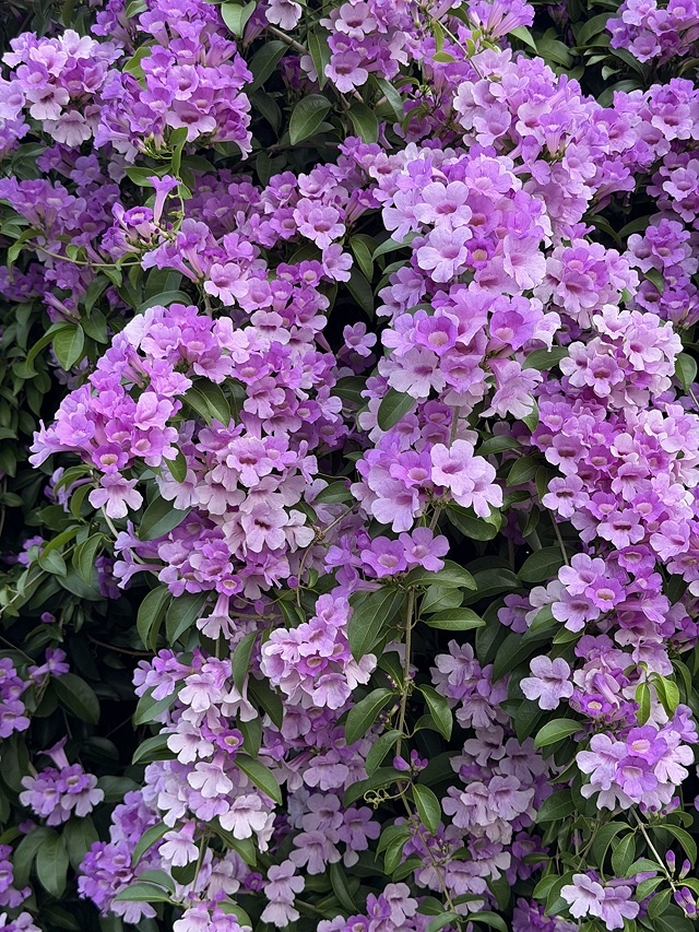 2025新北泰山蒜香藤花季🌸,11/21最新花況、2025/ 2025新北泰山蒜香藤花季🌸,11/21最新花況、2025/