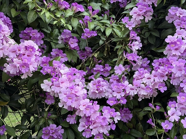 2025新北泰山蒜香藤花季🌸,11/21最新花況、2025/ 2025新北泰山蒜香藤花季🌸,11/21最新花況、2025/