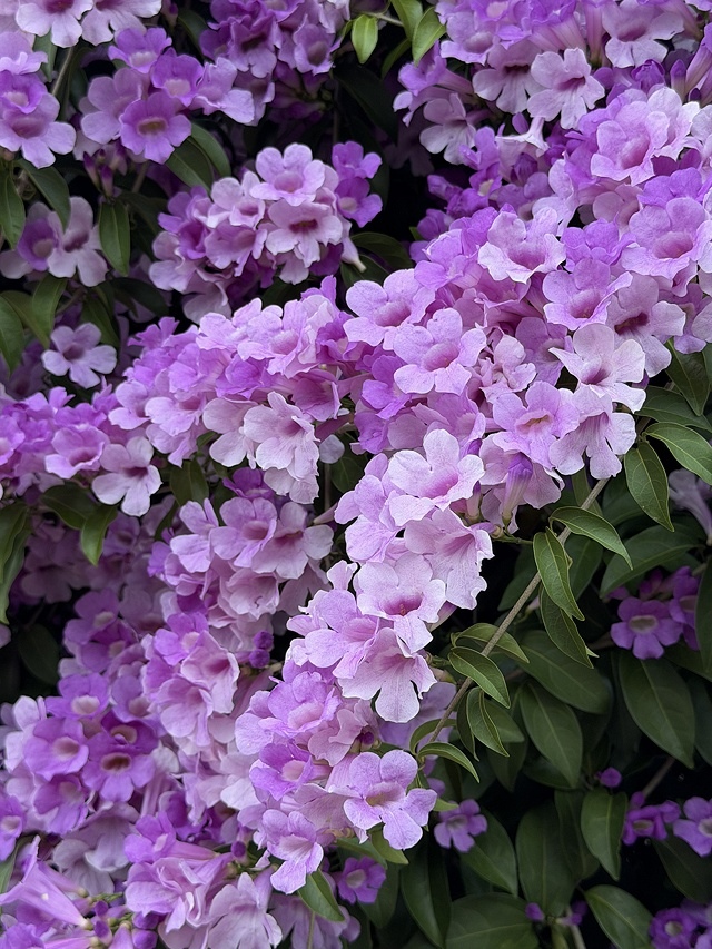 2025新北泰山蒜香藤花季🌸,11/21最新花況、2025/ 2025新北泰山蒜香藤花季🌸,11/21最新花況、2025/