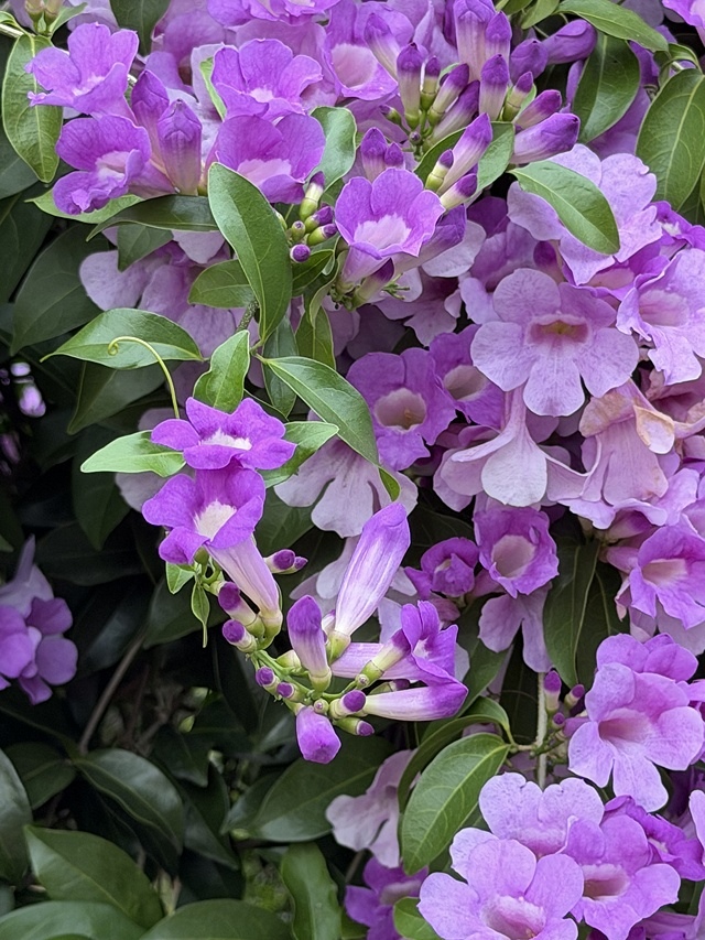 2025新北泰山蒜香藤花季🌸,11/21最新花況、2025/ 2025新北泰山蒜香藤花季🌸,11/21最新花況、2025/