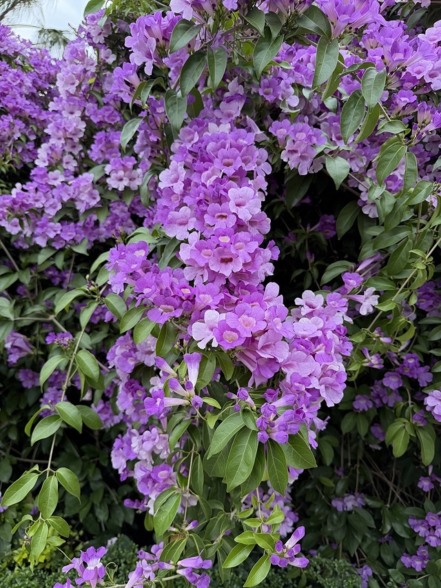 2025新北泰山蒜香藤花季🌸,11/21最新花況、2025/ 2025新北泰山蒜香藤花季🌸,11/21最新花況、2025/