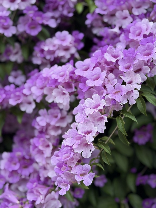 2025新北泰山蒜香藤花季🌸,11/21最新花況、2025/ 2025新北泰山蒜香藤花季🌸,11/21最新花況、2025/