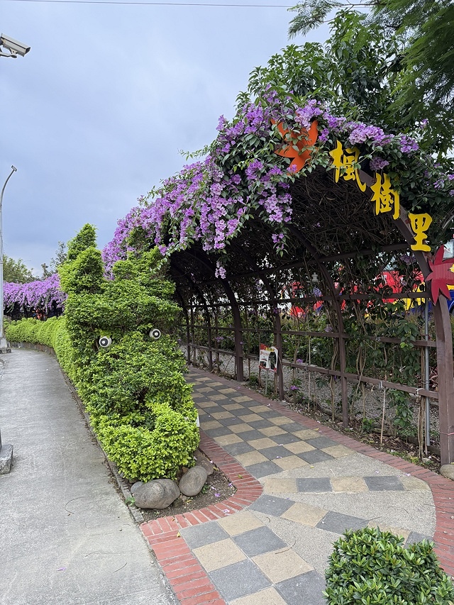 2025新北泰山蒜香藤花季🌸,11/21最新花況、2025/ 2025新北泰山蒜香藤花季🌸,11/21最新花況、2025/