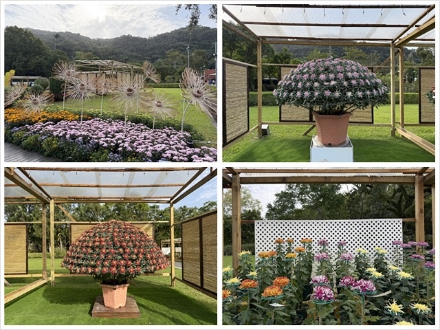 2025士林官邸菊展、主題:藝菊圓夢,活動日期:2025/1 2025士林官邸菊展、主題:藝菊圓夢,活動日期:2025/1