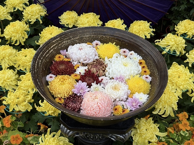 2025士林官邸菊展、主題:藝菊圓夢,活動日期:2025/1 2025士林官邸菊展、主題:藝菊圓夢,活動日期:2025/1